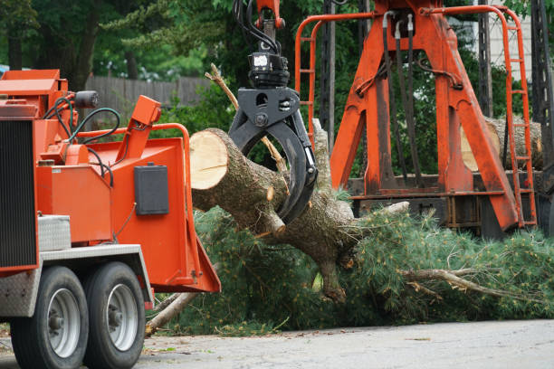 Best Tree Removal for Businesses  in Anderson, SC